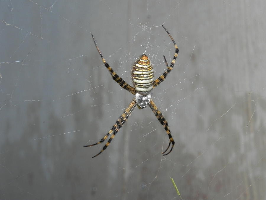 Garden Photograph - Spider by Adrienne Petterson Garden Photograph - Spider by Adrienne Petterson