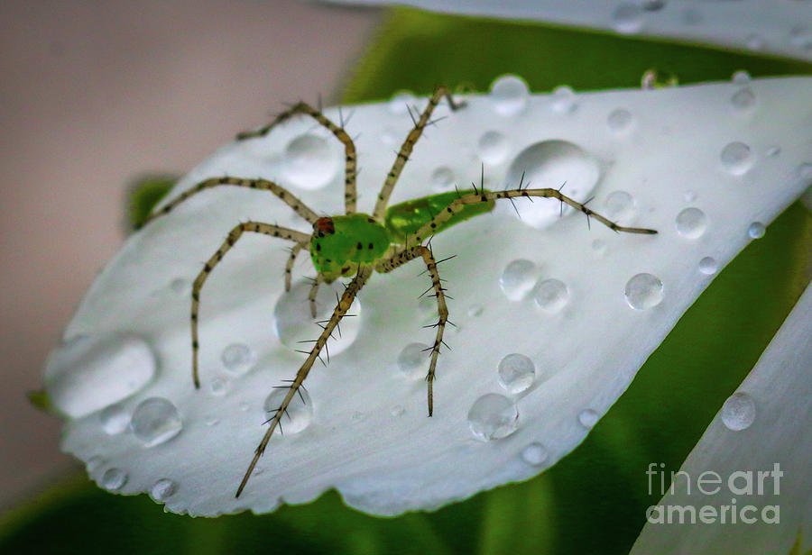 Spider and Flower Petal Photograph by Tom Claud