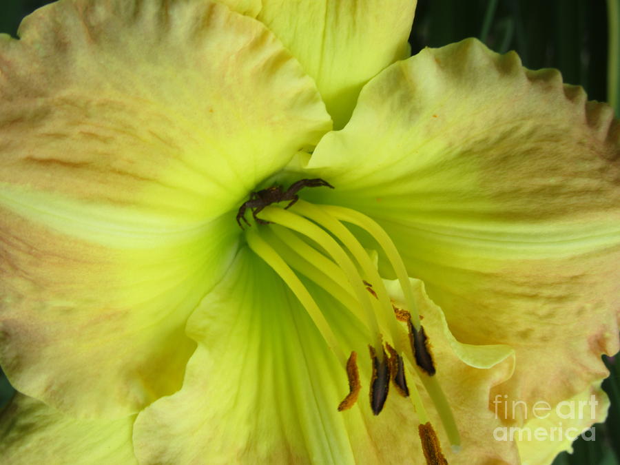 Spider Photograph - Spider And Hemerocallis Smugglers Gold by Lyssjart Sj Spider Photograph - Spider And Hemerocallis Smugglers Gold by Lyssjart Sj