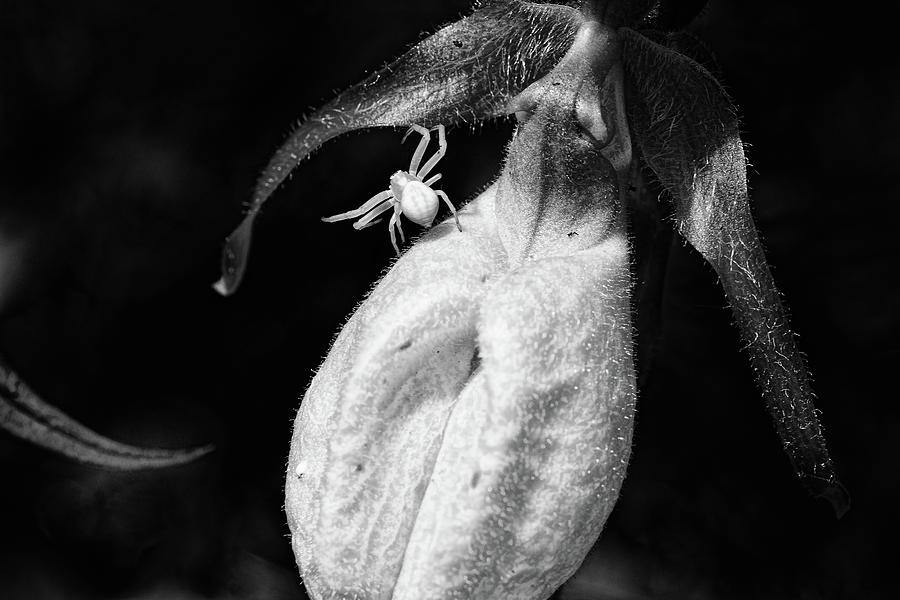 Spider And Ladyslipper Photograph by Sue Capuano