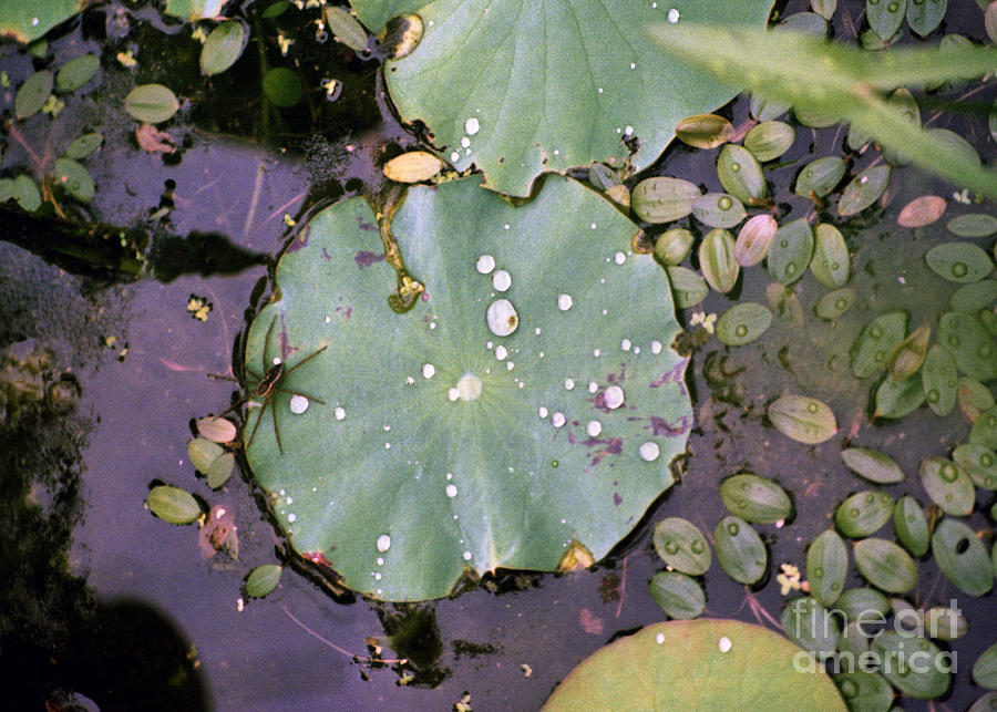 Spider and Lillypad Photograph by Richard Rizzo