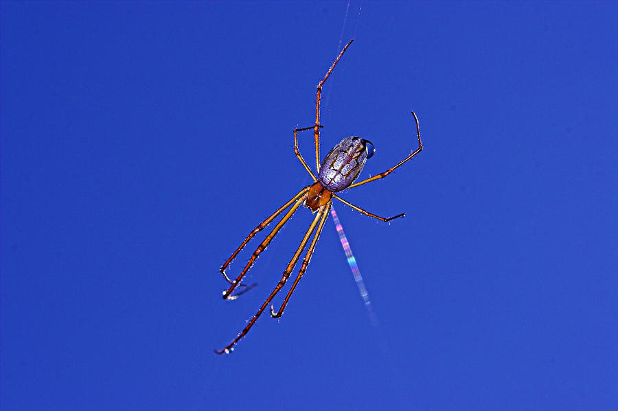 Spider and Rainbow -St Lucia Photograph by Chester Williams