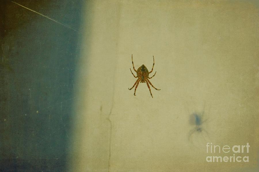Spider and Shadow Photograph by Patricia Strand
