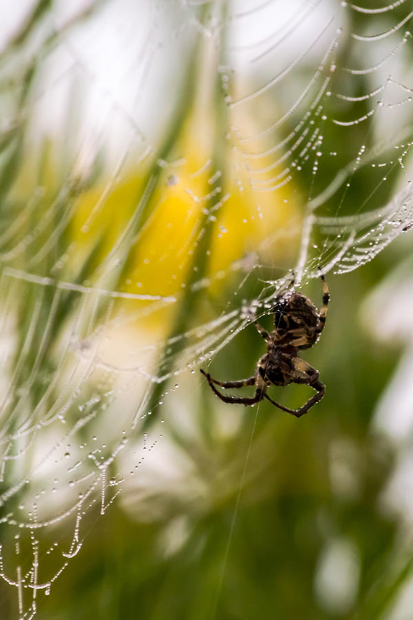 Spider and spider web with dew drops 04 Photograph by Jacek Wojnarowski ...