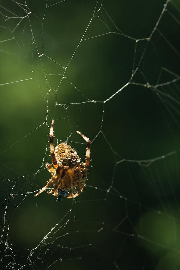Spider and Web, Balcony Garden, Hunter Hill, Hagerstown, Marylan Photograph by James Oppenheim