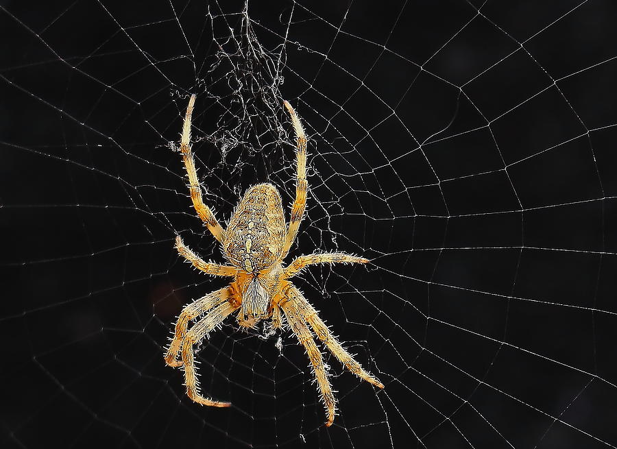 Spider and Web Photograph by Jeff Townsend
