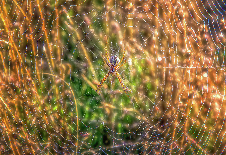 Spider and Web Photograph by Marc Crumpler