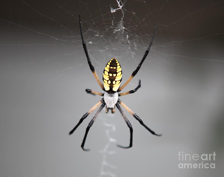 Spider Photograph by Kathryn Cornett