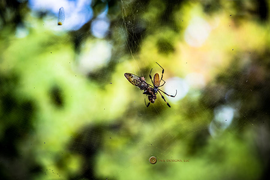 Spider Bait Photograph by Teresa Blanton