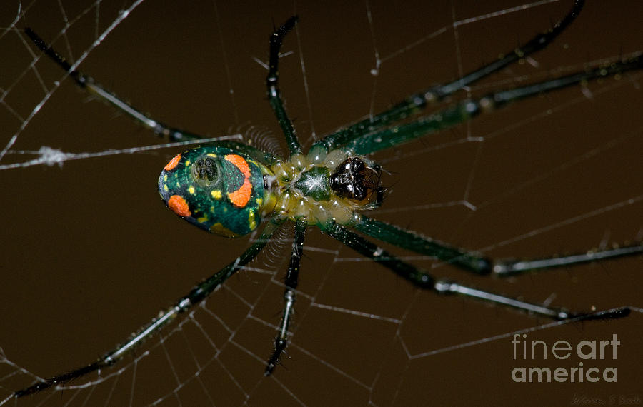 Spider Photograph - Spider Belly by Warren Sarle