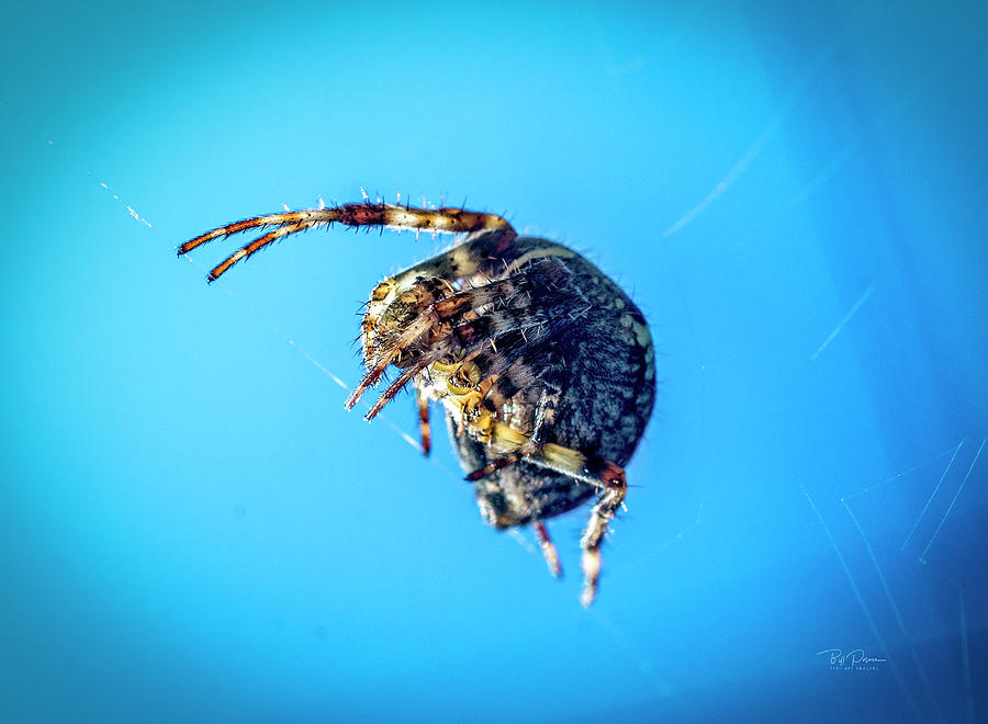 Spider blue Photograph by Bill Posner