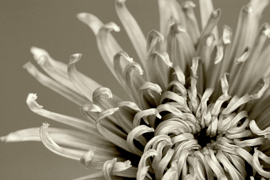 Spider Chrysanthemum Photograph by Helen Smith - Fine Art America