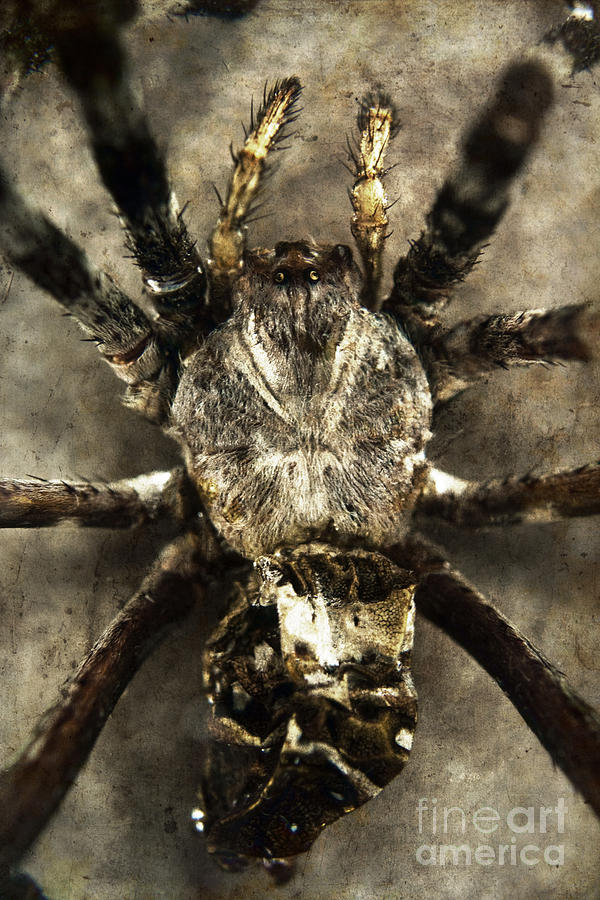 Spider Photograph by Clayton Bastiani
