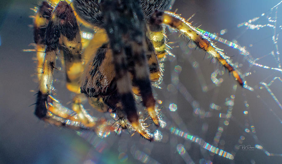 Spider Closeup Photograph by Bill Posner