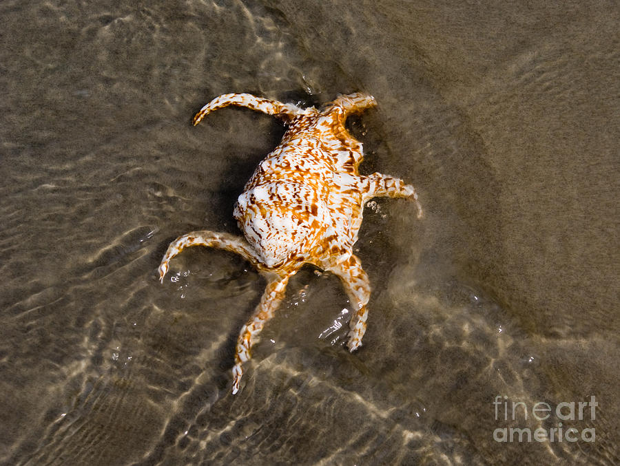 Spider Conch Photograph by Anthony Totah