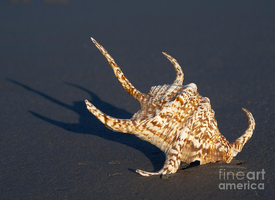 Spider Conch Shell Photograph by Anthony Totah