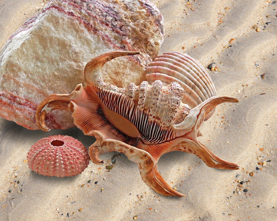 Spider Conch Shell On The Beach Photograph by Gill Billington