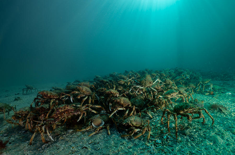 Spider crab invasion Photograph by Cool Pixels Photography - Fine Art ...