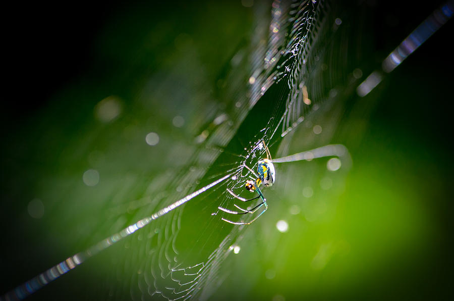 Spider Photograph by Craig Szymanski