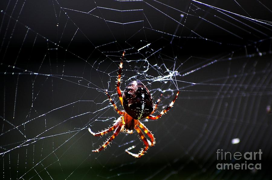 Spider Photograph by David Lane