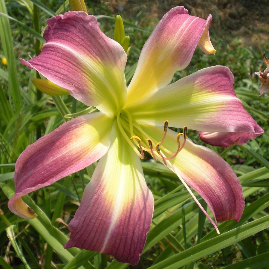 Spider Day Lily Photograph by Jeanette Oberholtzer