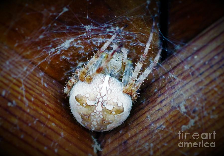 Spider Photograph by Donn Ingemie