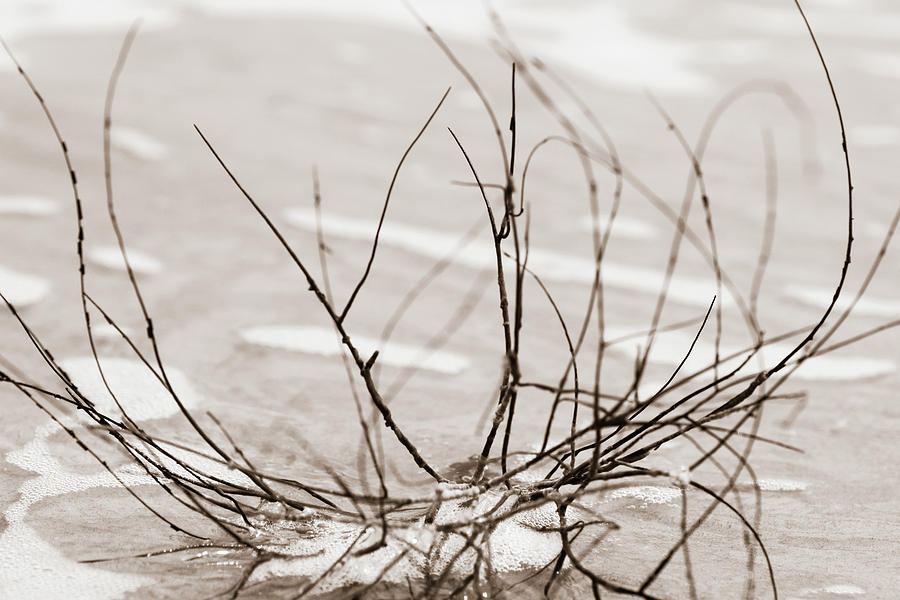 Spider Driftwood Photograph by Chris Bordeleau