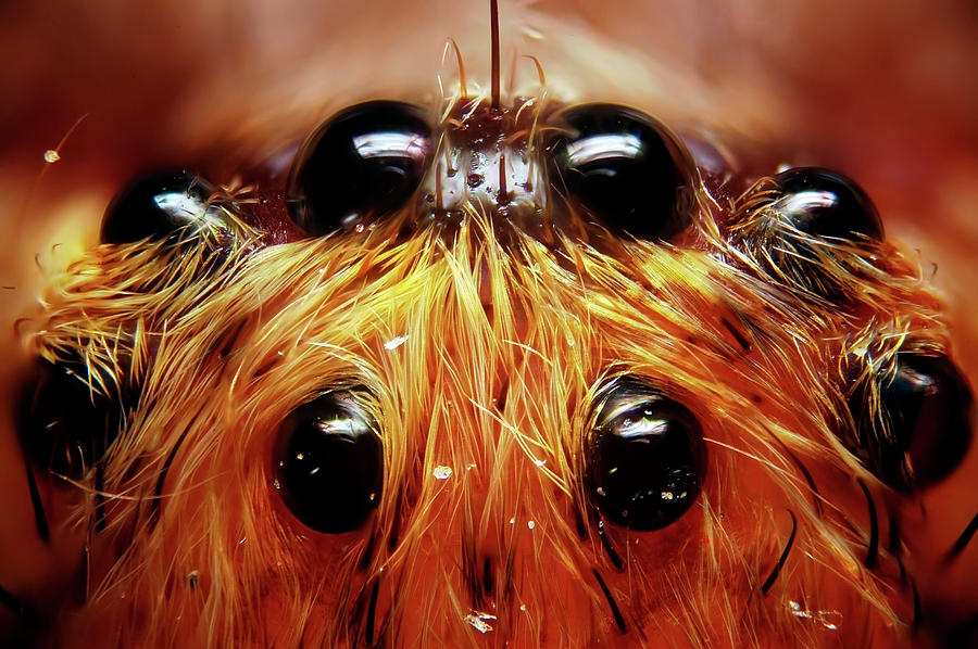 Spider Eyes Photograph by Mountain Dreams