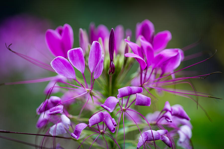 Spider Flower Photograph by Dale Kincaid