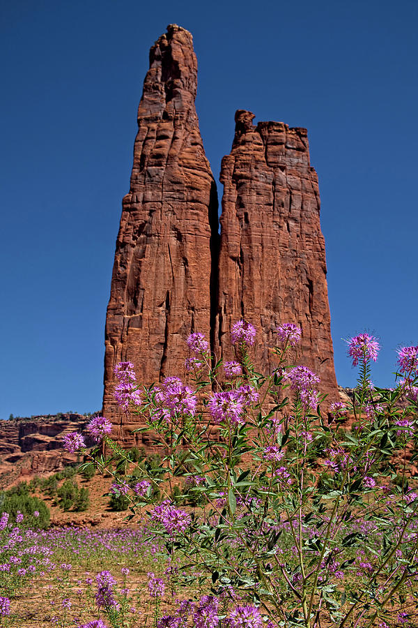 Spider Flowers and Spider Rock Photograph by Lucinda Walter