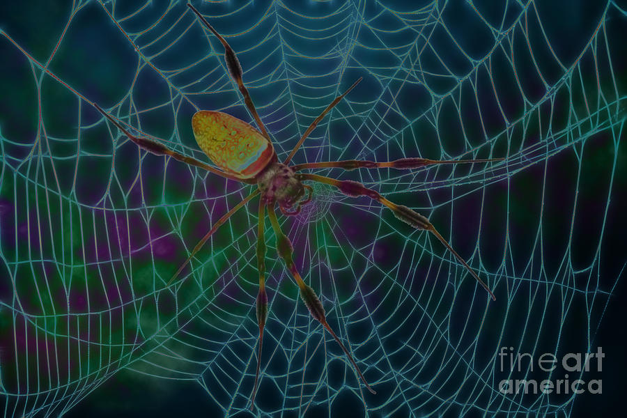 Spider Haze Digital Art by D Hackett