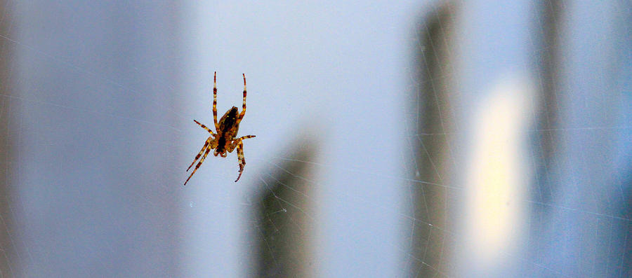 Spider Hello Panorama Photograph by Bonnie Follett