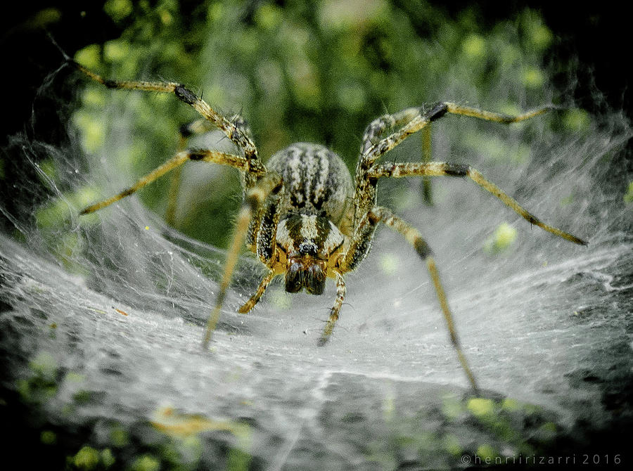 Spider Photograph by Henri Irizarri