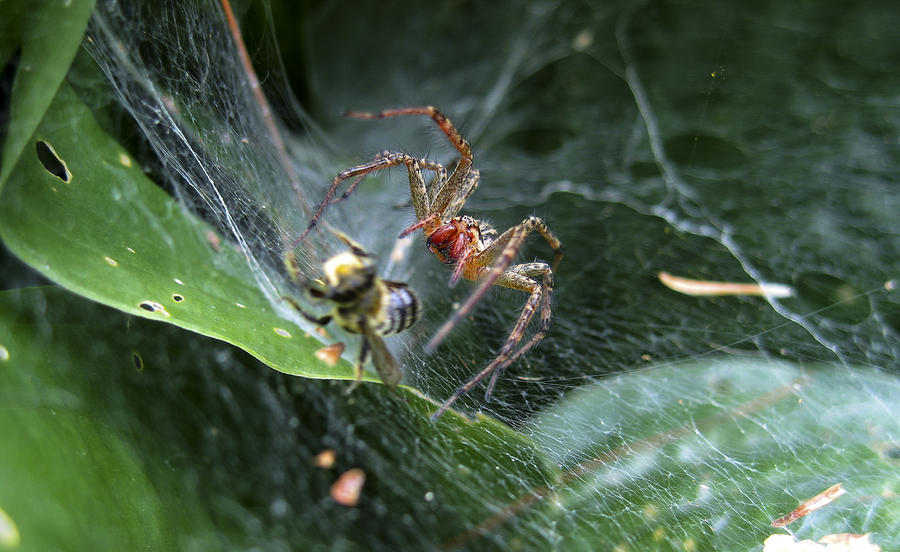 Spider Attack Photograph