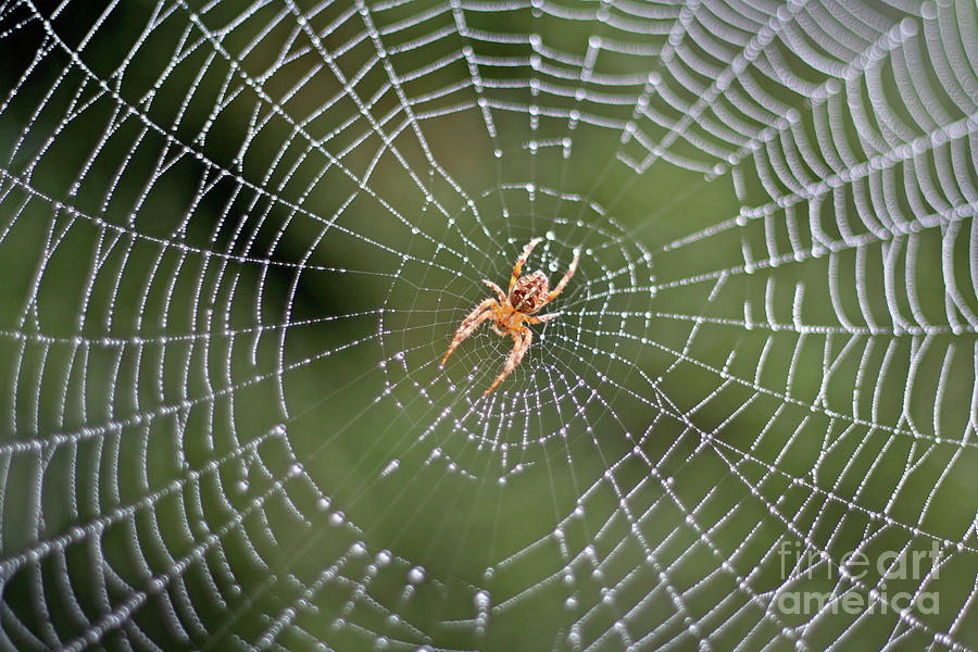 Spider in a Dew Covered Web Photograph by Bruce Block