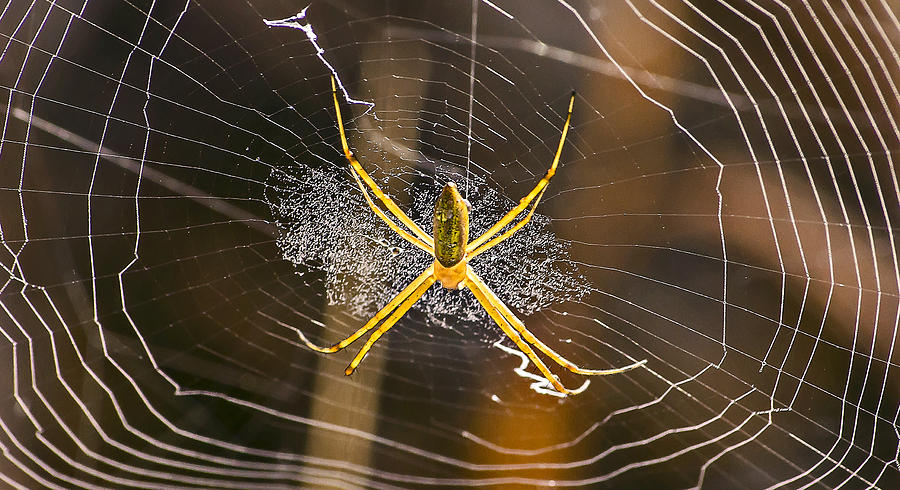 Spider IN Her Web Photograph by Michael Whitaker