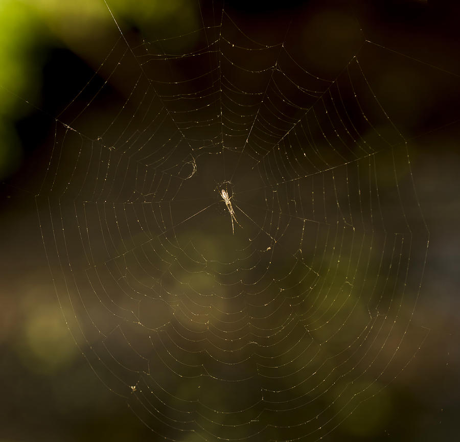 Spider In His Creation Photograph