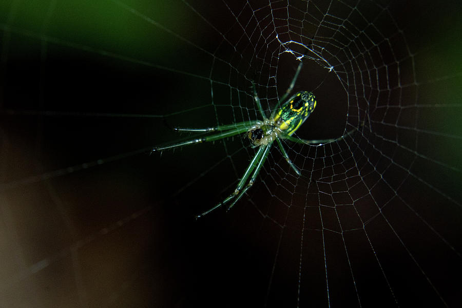 Spider in Spider Web Orb Photograph by Douglas Barnett