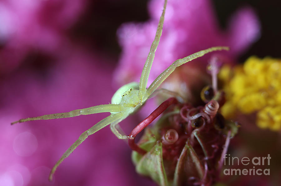 Spider Photograph - Spider In The Crepe Myrtle Tree by Mike Eingle