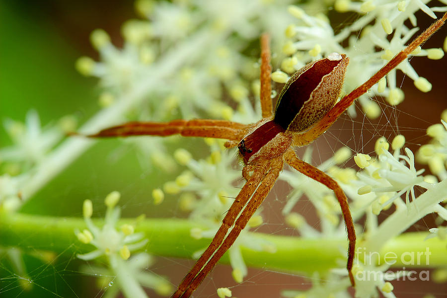 Spider In The Flowers Photograph by Michael Eingle