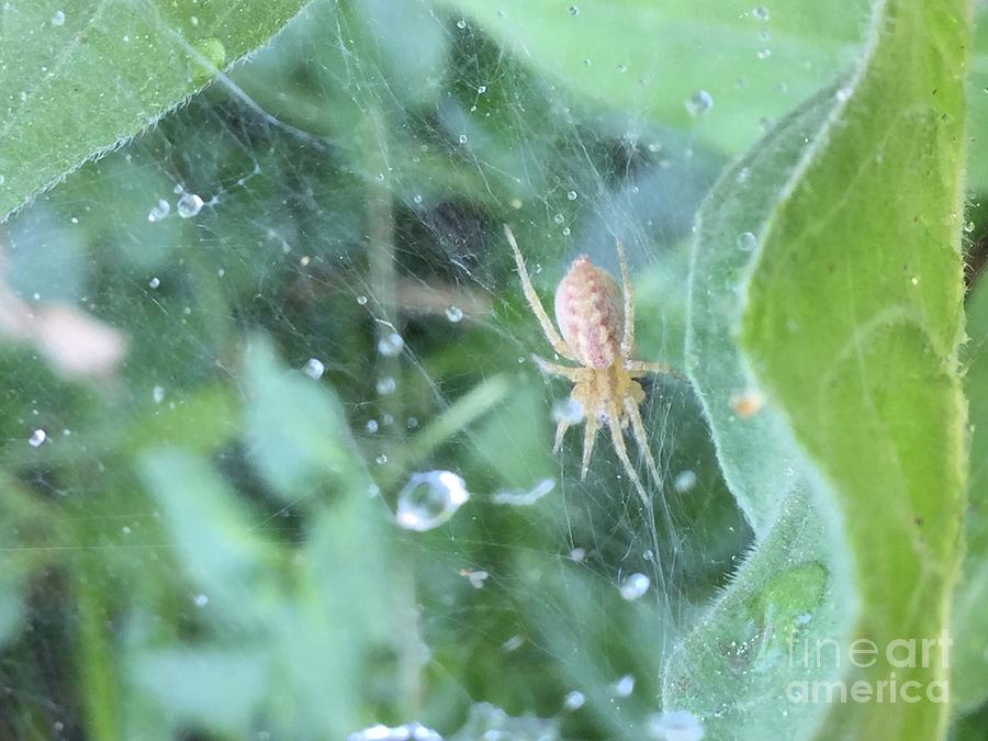 Spider In The Garden Photograph