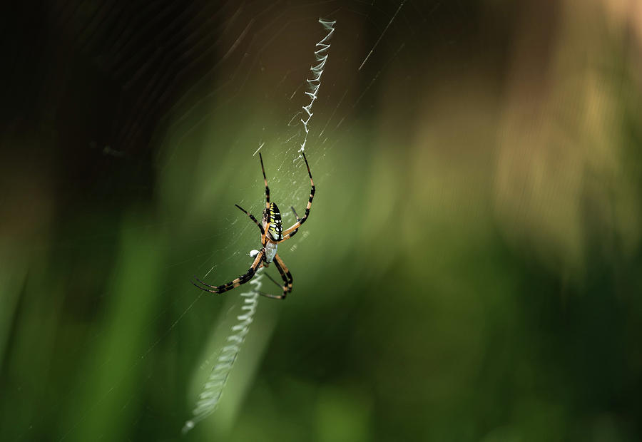 Spider in the Woods Photograph by Serena Vachon - Fine Art America