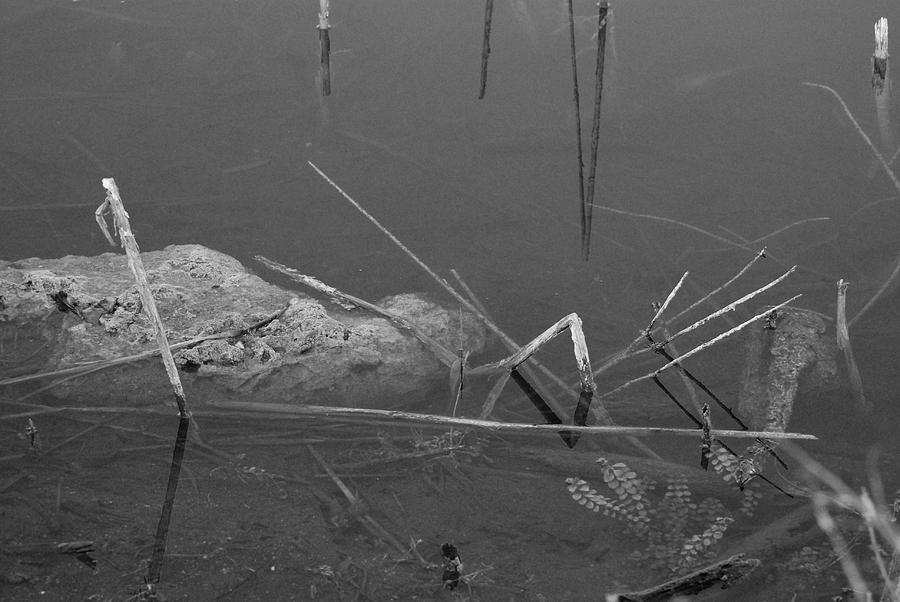Black And White Photograph - Spider In Water by Rob Hans Black And White Photograph - Spider In Water by Rob Hans