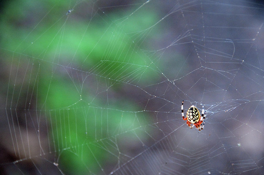 Spider Photograph - Spider in Web by David Arment
