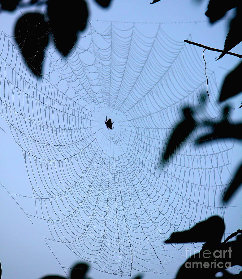 Spider Photograph - Spider in Web by Sheri Simmons