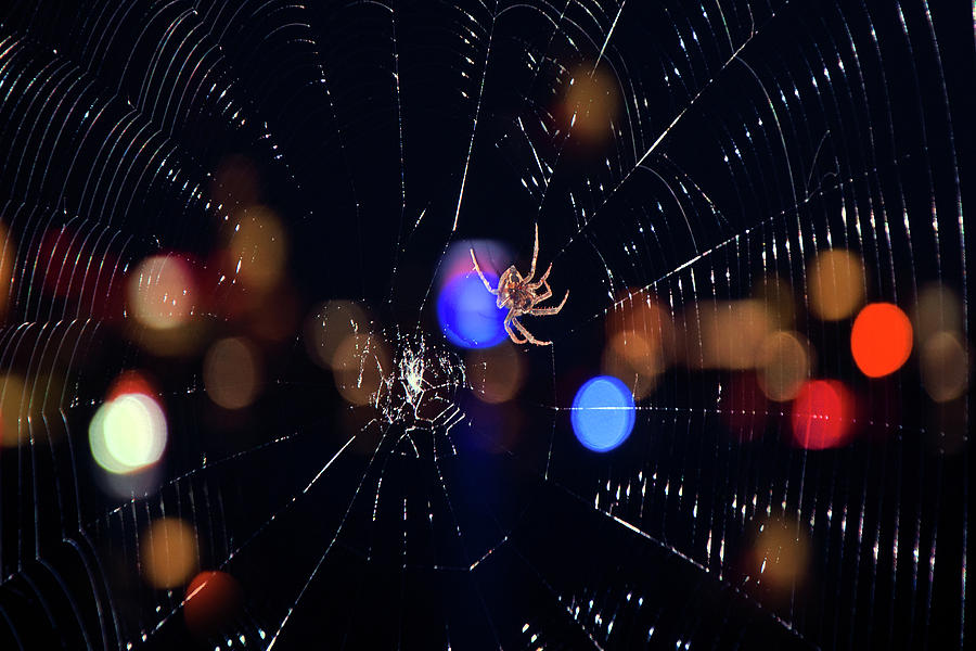 Spider Photograph by Joann Vitali
