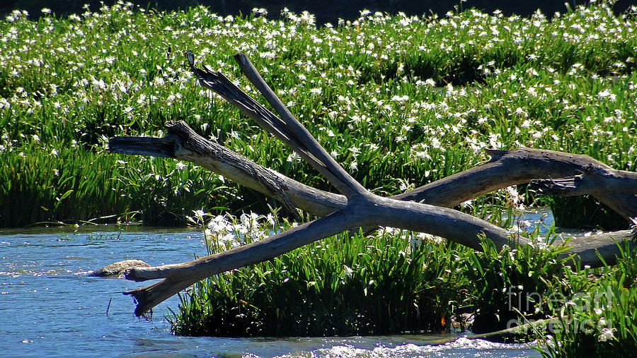 Spider Lilies and Driftwood Photograph by Eunice Warfel