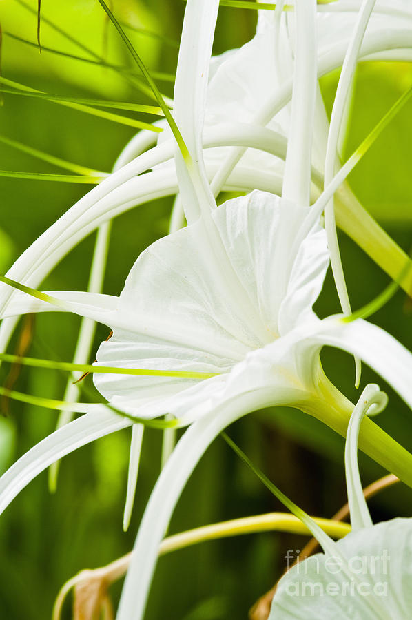 Lily Photograph - Spider Lilies by Bill Brennan - Printscapes