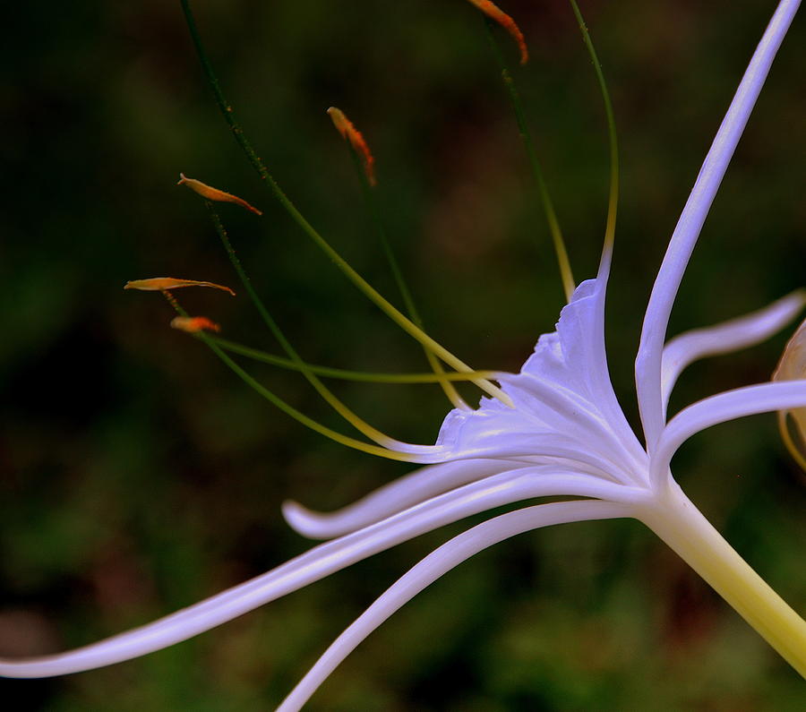 Spider Lilly Blue Photograph