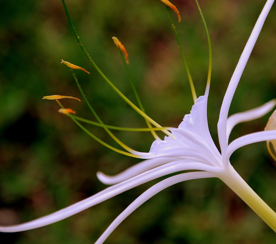 Spider Lilly Flower 2 Photograph by Susanne Van Hulst
